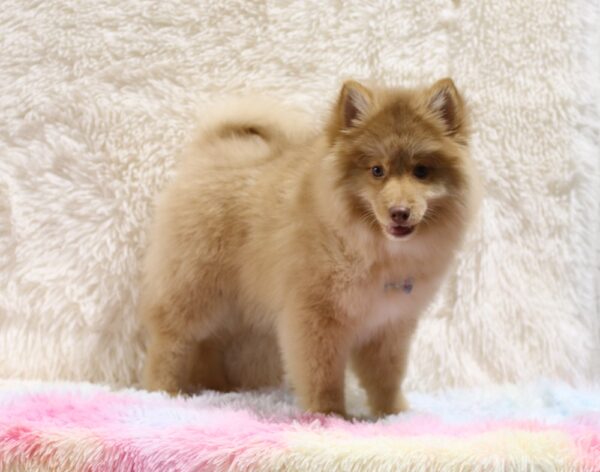 5611ccc-Shawn-pomsky-puppy-The-Puppy-Lodge.jpg
