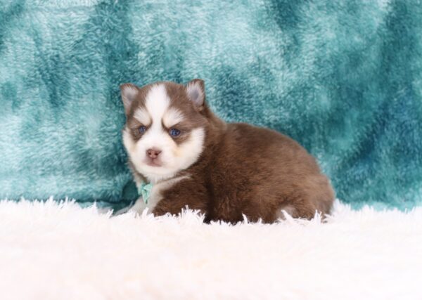 5761b-Randy-pomsky-puppy-The-Puppy-Lodge-scaled.jpg