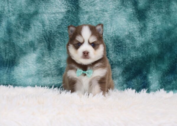 5761bb-Randy-pomsky-puppy-The-Puppy-Lodge-scaled.jpg