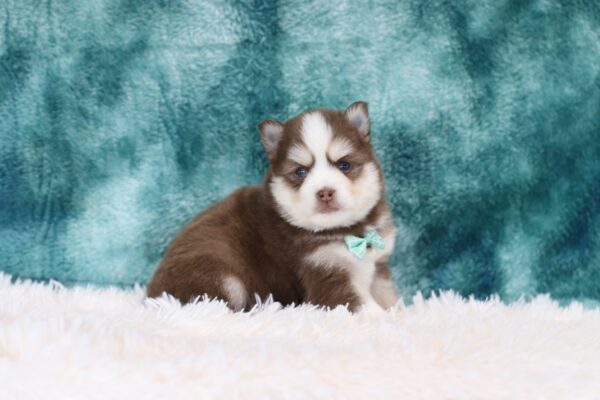5761bbb Randy pomsky puppy -The Puppy Lodge.JPG