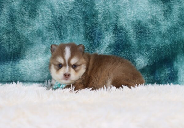 5762b-Ralph-pomsky-puppy-The-Puppy-Lodge-scaled.jpg