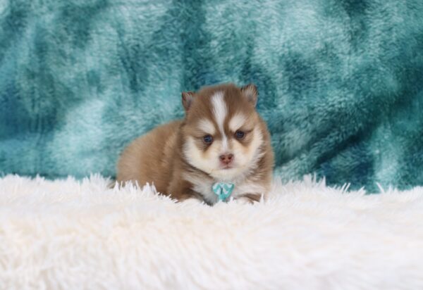 5762bbb Ralph pomsky puppy -The Puppy Lodge.JPG