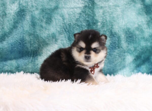 5763b-Rocky-pomsky-puppy-The-Puppy-Lodge-scaled.jpg