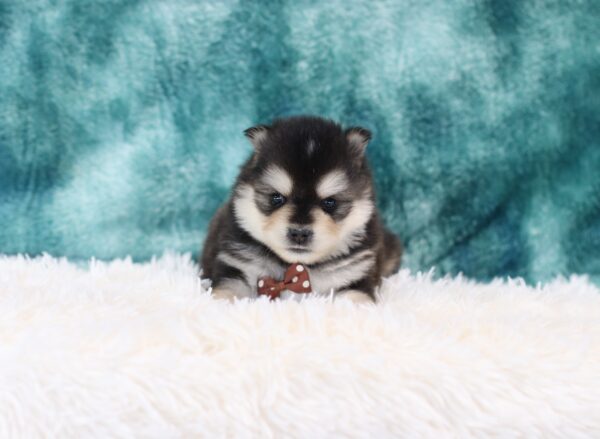 5763bb-Rocky-pomsky-puppy-The-Puppy-Lodge-scaled.jpg