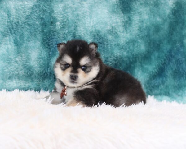 5763bbb Rocky pomsky puppy -The Puppy Lodge.JPG