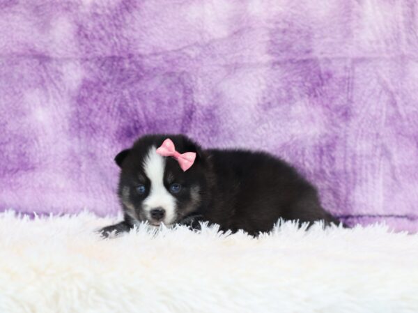 5764b-Rose-pomsky-puppy-The-Puppy-Lodge-scaled.jpg