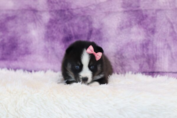 5764bb-Rose-pomsky-puppy-The-Puppy-Lodge-scaled.jpg