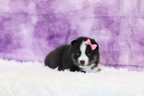 5764bbb Rose pomsky puppy -The Puppy Lodge.JPG