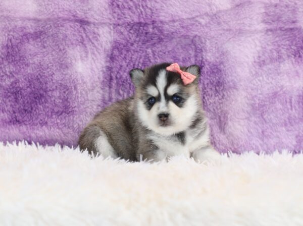 5765b-Rita-pomsky-puppy-The-Puppy-Lodge-scaled.jpg