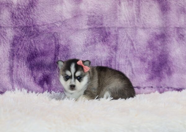 5765bb-Rita-pomsky-puppy-The-Puppy-Lodge-scaled.jpg