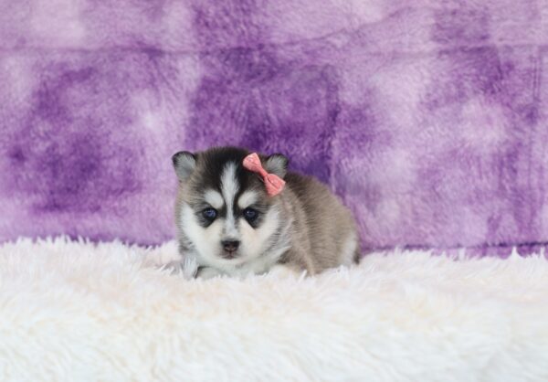 5765bbb-Rita-pomsky-puppy-The-Puppy-Lodge-scaled.jpg