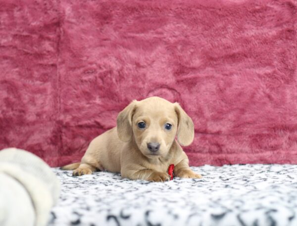 8633c-Gunner-Dachshund-puppy-The-Puppy-Lodge-scaled.jpg
