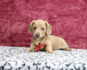 8633cc-Gunner-Dachshund-puppy-The-Puppy-Lodge-scaled.jpg