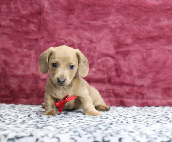 8633ccc-Gunner-Dachshund-puppy-The-Puppy-Lodge-scaled.jpg
