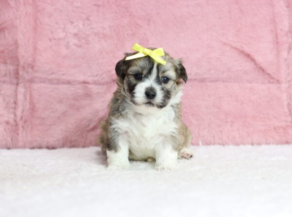 8636bbb Reba -Teddy Bear puppy The Puppy Lodge.JPG