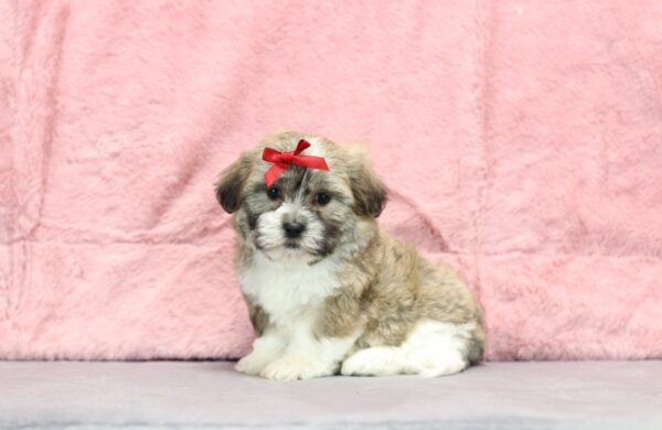 8636ddd Reba -Teddy Bear puppy The Puppy Lodge.JPG