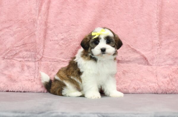 8637d-Ruthie-Teddy-Bear-puppy-The-Puppy-Lodge-scaled.jpg