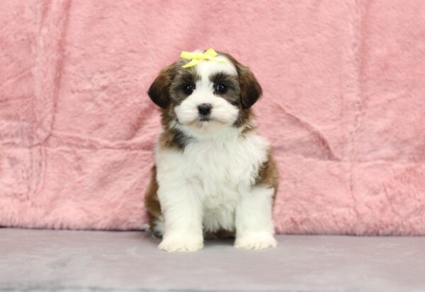 8637dd-Ruthie-Teddy-Bear-puppy-The-Puppy-Lodge-scaled.jpg