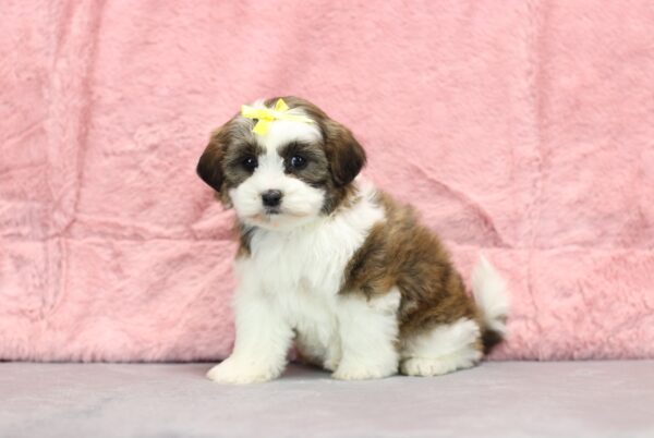 8637ddd Ruthie -Teddy Bear puppy The Puppy Lodge.JPG
