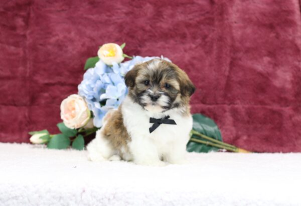 8642c-Ronnie-Teddy-Bear-Puppy-The-Puppy-Lodge-scaled.jpg