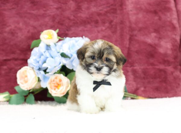 8642cc-Ronnie-Teddy-Bear-Puppy-The-Puppy-Lodge-scaled.jpg