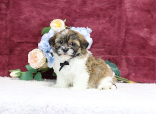 8642ccc Ronnie Teddy Bear Puppy-The Puppy Lodge.JPG