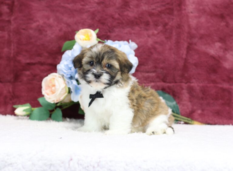 8642ccc Ronnie Teddy Bear Puppy-The Puppy Lodge.JPG
