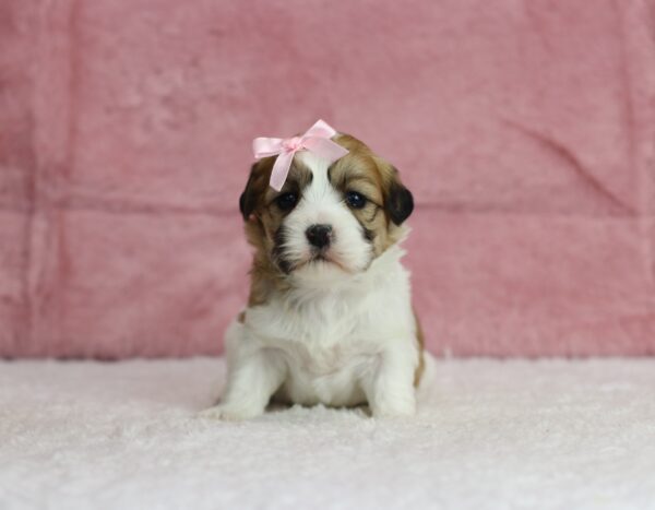 8643bb-Riley-Teddy-Bear-Puppy-The-Puppy-Lodge-scaled.jpg