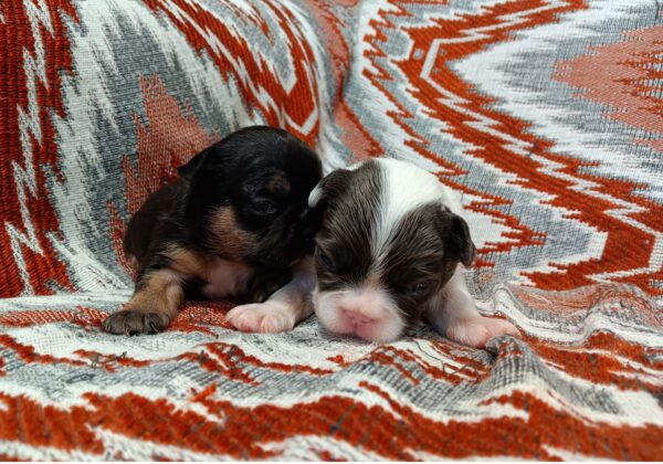 Beany's Litter - Image 3