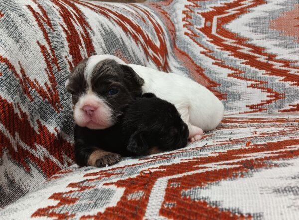 Beany's Litter - Image 2