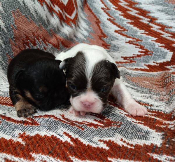 Beany's Litter