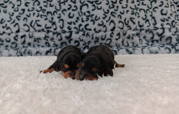 Penny's litter