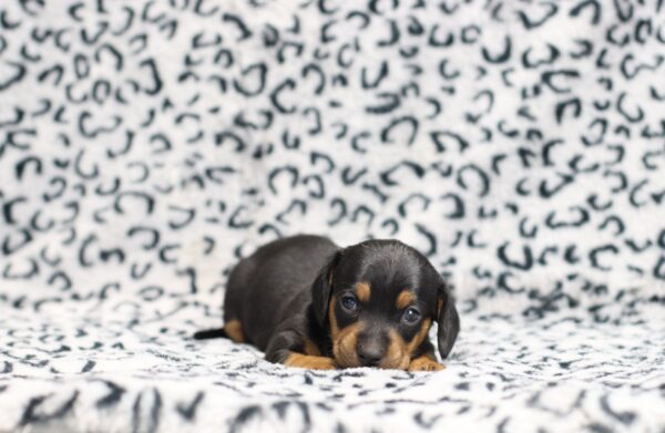 0502a-Pete-dachshund-puppy-The-Puppy-Lodge-scaled.jpg