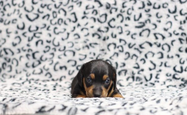 0502aaa Pete-dachshund puppy -The Puppy Lodge.JPG