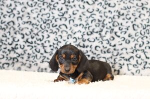0502ccc Pete-dachshund puppy -The Puppy Lodge.JPG