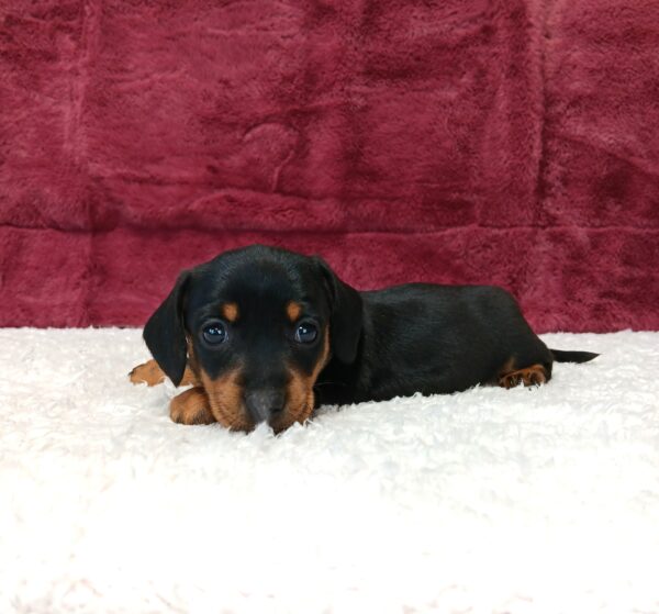 0504a-Carmen-dachshund-puppy-The-Puppy-Lodge-scaled.jpg