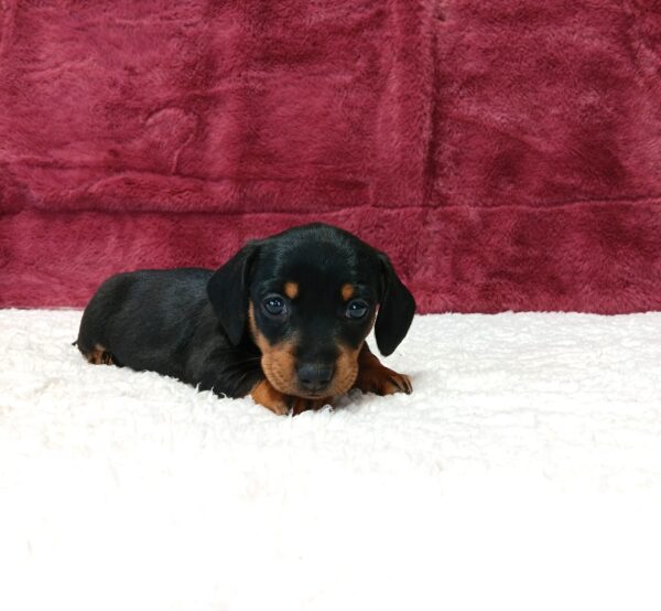0504aa-Carmen-dachshund-puppy-The-Puppy-Lodge-scaled.jpg