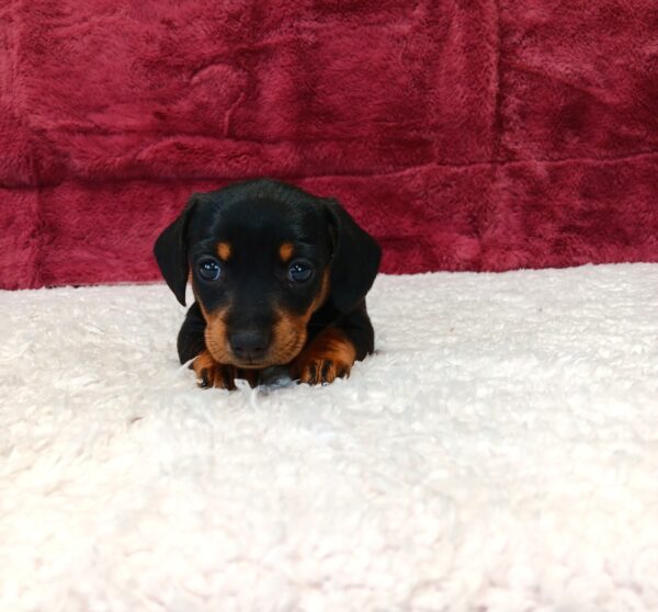 0504aaa-Carmen-dachshund-puppy-The-Puppy-Lodge-scaled.jpg