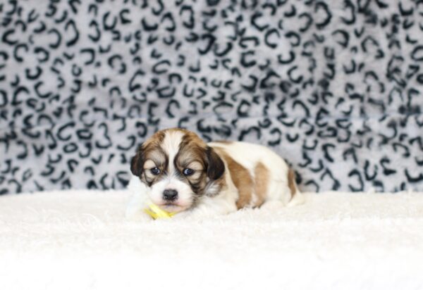 0508a-Sheldon-Teddy-Bear-puppy-The-Puppy-Lodge-scaled.jpg