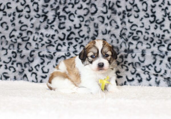 0508aa-Sheldon-Teddy-Bear-puppy-The-Puppy-Lodge-scaled.jpg
