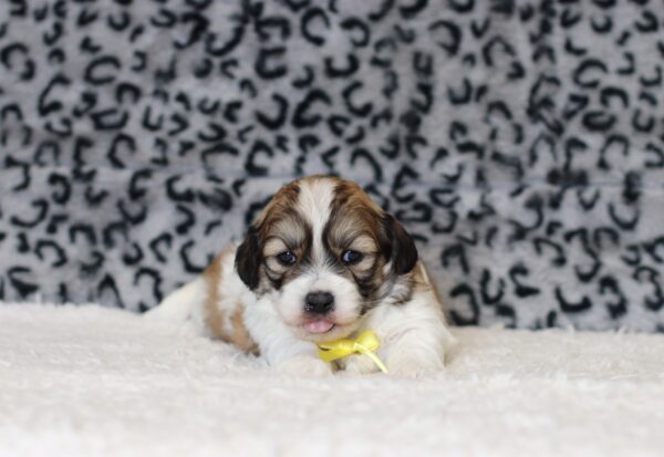 0508aaa Sheldon-Teddy Bear puppy -The Puppy Lodge.JPG