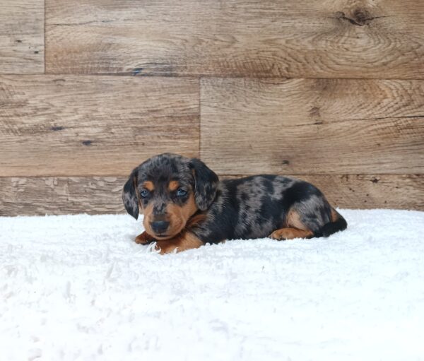 0512a-Cricker-dachshund-puppy-The-Puppy-Lodge-scaled.jpg