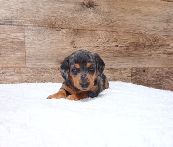 0512aa-Cricker-dachshund-puppy-The-Puppy-Lodge-scaled.jpg