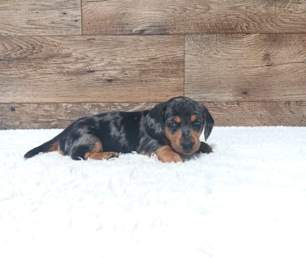 0512aaa-Cricker-dachshund-puppy-The-Puppy-Lodge-scaled.jpg