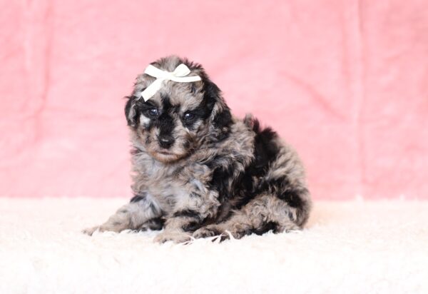 0515a-Lassie-mini-poodle-puppy-The-Puppy-Lodge-scaled.jpg