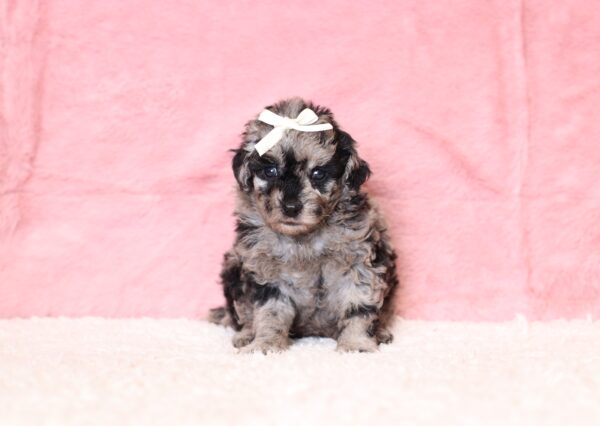 0515aa-JLassie-mini-poodle-puppy-The-Puppy-Lodge-scaled.jpg