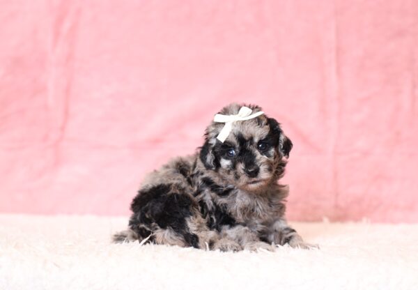 0515aaa-Lassie-mini-poodle-puppy-The-Puppy-Lodge-scaled.jpg