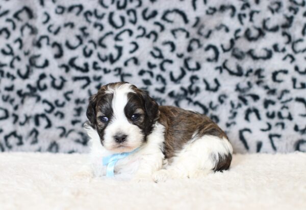 0518a-Abram-teddy-bear-puppy-The-Puppy-Lodge-scaled.jpg