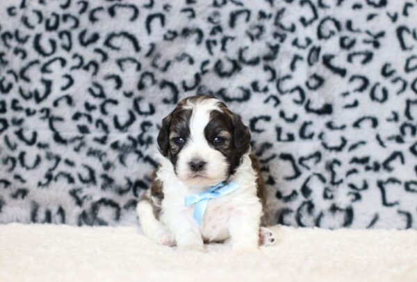 0518aa-Abram-teddy-bear-puppy-The-Puppy-Lodge.jpg