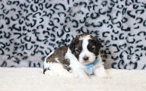0518aaa-Abram-teddy-bear-puppy-The-Puppy-Lodge-scaled.jpg